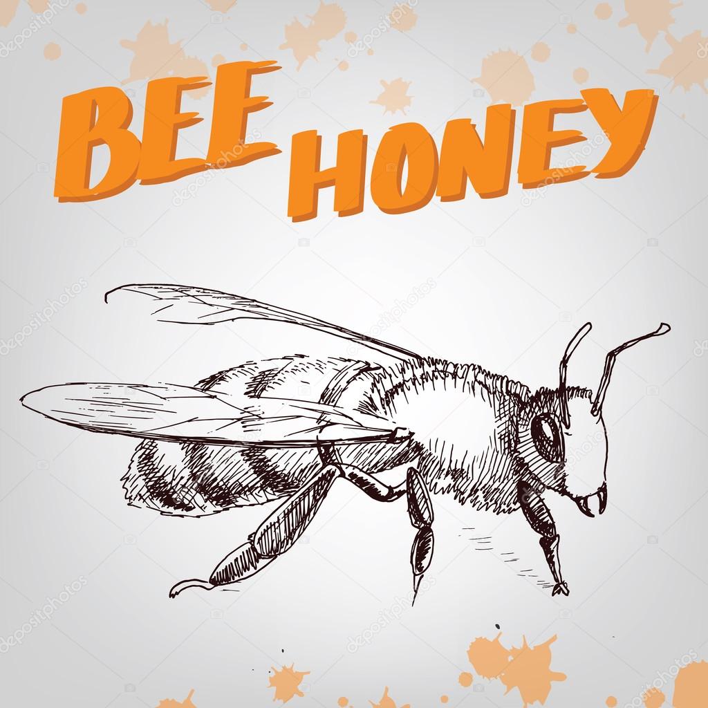 Hand drawing insect, bee. Ink and pen. Honey symbol