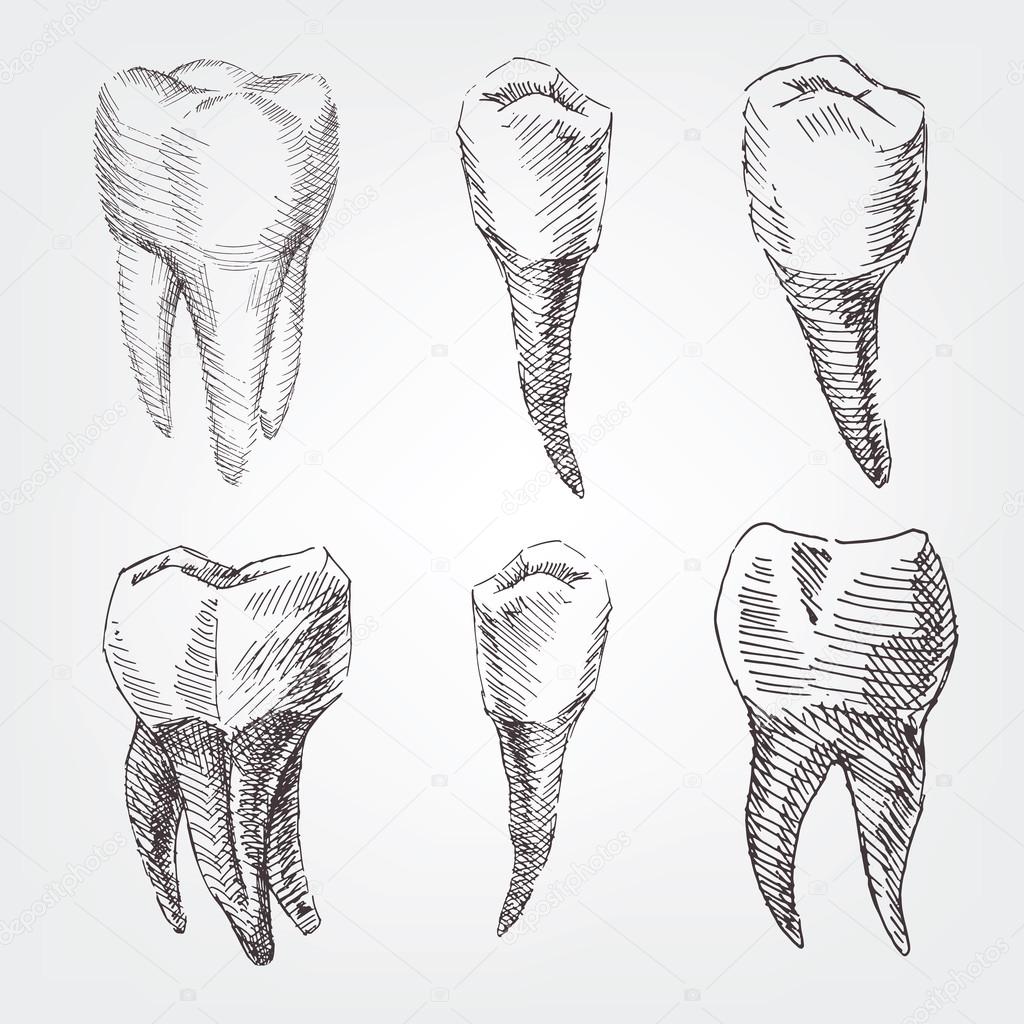 Set of hand drawing teeth for dentist.  old style on paper