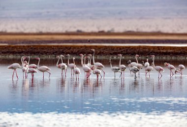 Pembe ve gri flamingolar Tuz Gölü Eilat, İsrail