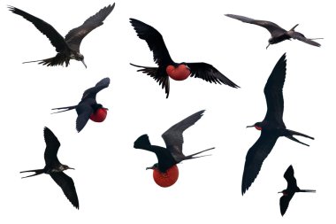 Set of a Great Frigatebird isolated on white clipart