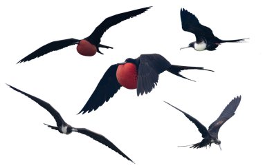 Set of a Great Frigatebird isolated on white clipart