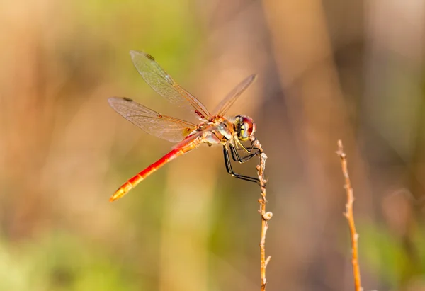 Libellula Rossa Appoggiata su una pianta — Foto Stock