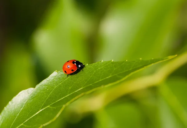 Yeşil yapraklı uğur böceği