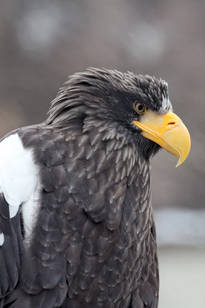 steller's sea eagle portresi