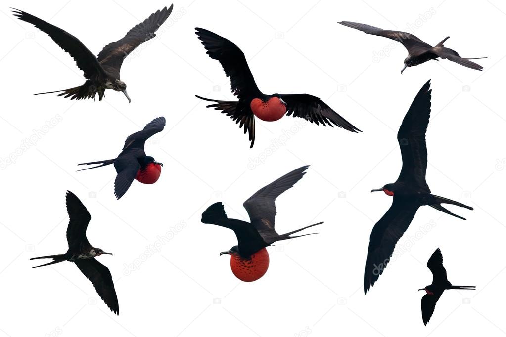 Set of a Great Frigatebird isolated on white