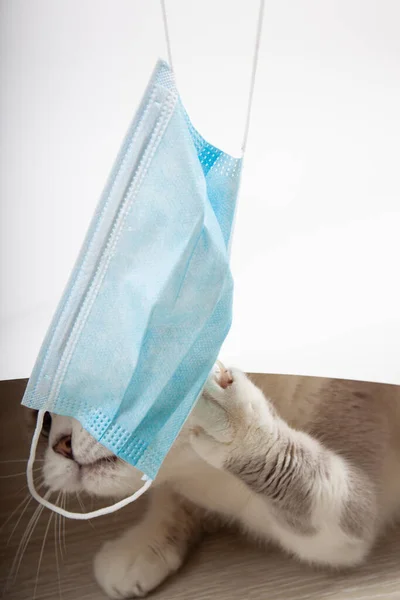 Medisch masker voor kat. Virus beschermde kat. Geïsoleerde kat thuis. — Stockfoto