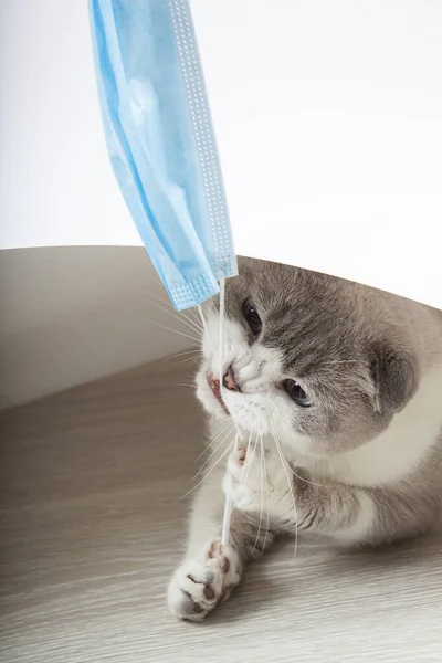 Kat pakte het masker. Medisch masker voor kat. Virus beschermde kat. — Stockfoto