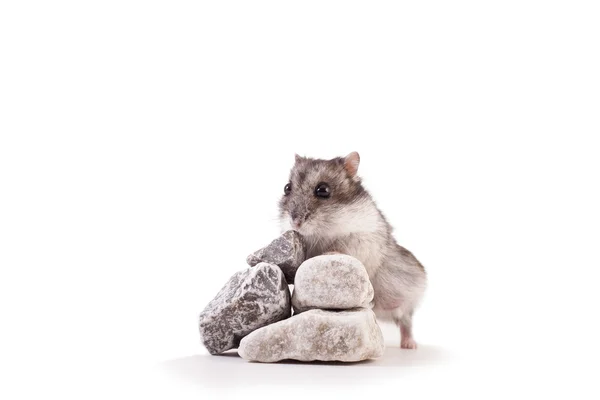 Hamster on a rock — Stock Photo, Image