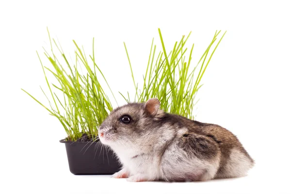 Hamster se cachant dans l'herbe verte — Photo