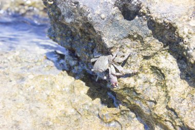 Sea crab on a rock on the Adriatic coast. At the back is the blue water of the sea. 