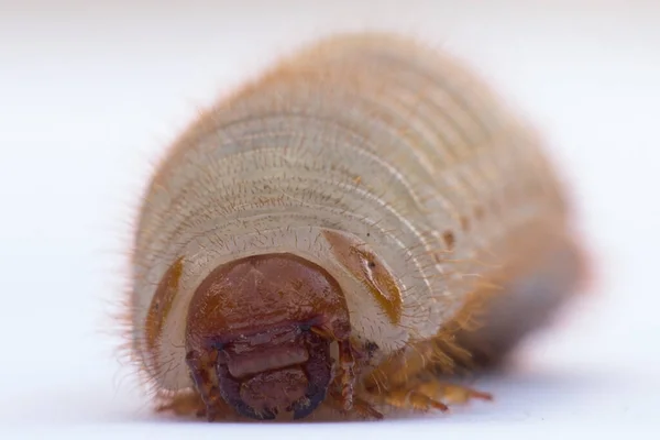 甲虫と呼ばれる亜科メロロロノシンアエ属のフィルロファガの幼虫 ストック画像