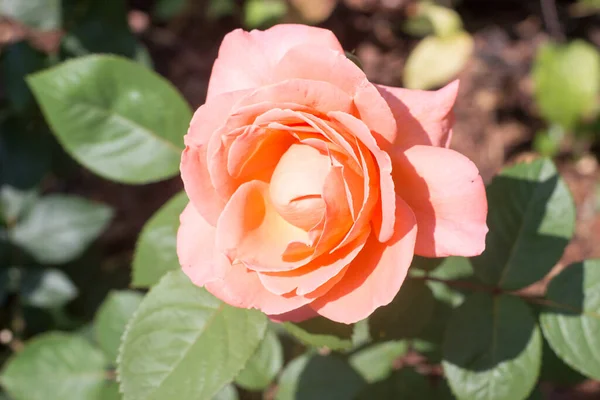 Красивая Оранжевая Роза Листьями Саду — стоковое фото