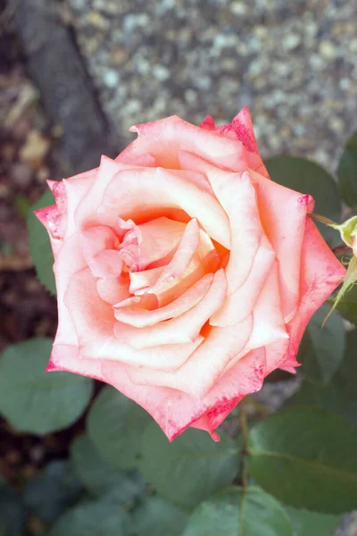 Schöne Weiß Rosa Rose Mit Blättern Garten — Stockfoto