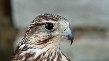 Doğadaki kerkenez avcısının kafasının yakın çekimi..