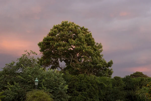 Still life with trees and dramatic against orange clouds at sunset.