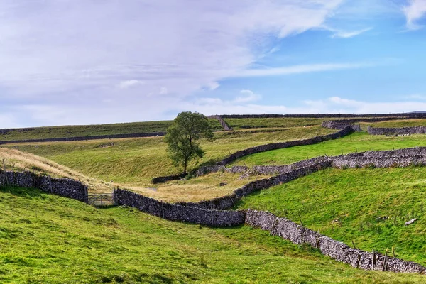 Suché kamenné stěny a pastviny v národním parku Yorkshire Dales. Stock Snímky