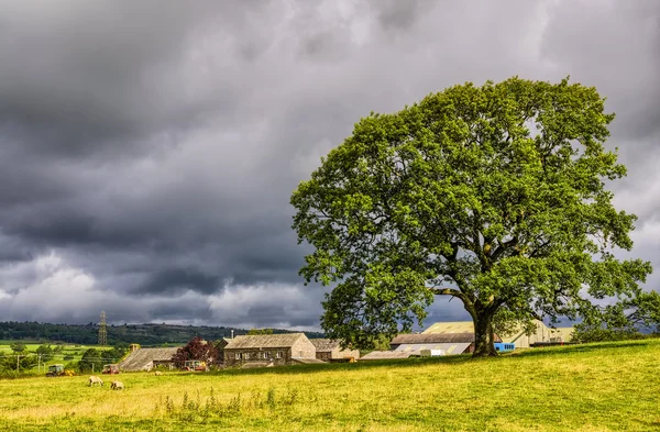 Scena rurale in Cumbria — Foto Stock