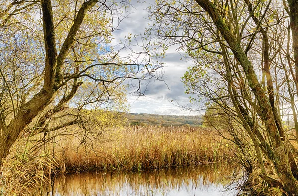 Sazlık ve Leighton Moss, Lancashire gölette — Stok fotoğraf