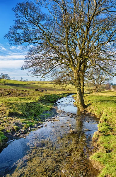 Bare tree standing beside a small stream. — Stock Photo, Image