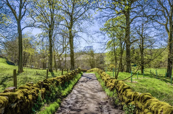 Svenska Country lane i brokig solljus. — Stockfoto