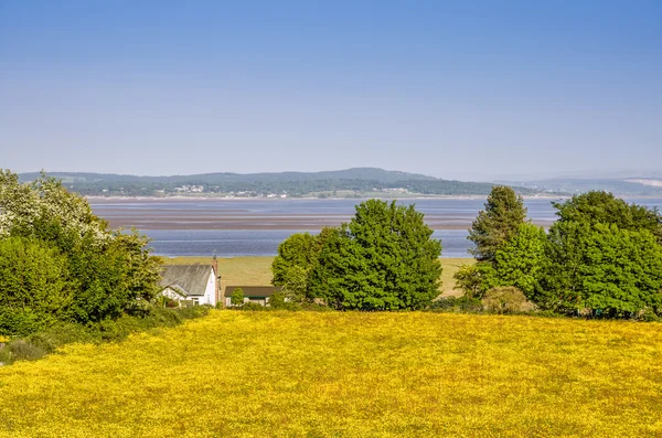 Morecambe 湾の横にキンポウゲのフィールド. — ストック写真