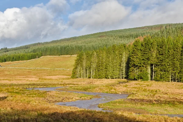 Fluxo na Floresta de Kielder — Fotografia de Stock