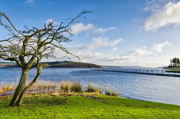 Bare tree beside Keilder Water Reservoir — Stock Photo, Image