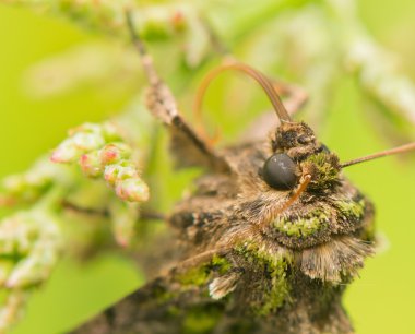 Nefes borusu atriplicis