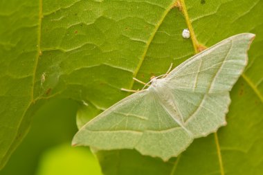 Campaea margaritaria
