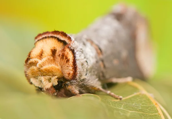 Phalera bucephala — стокове фото