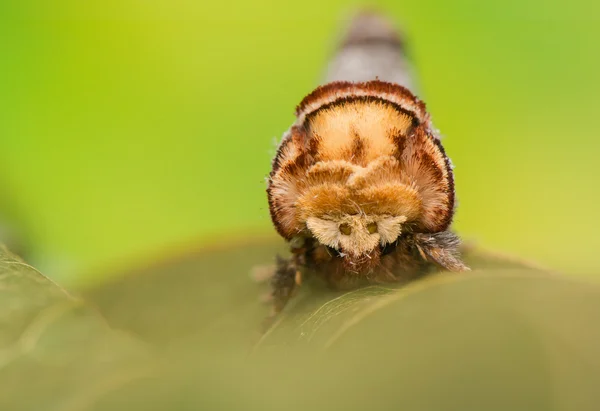 Phalera bucephala — Stockfoto