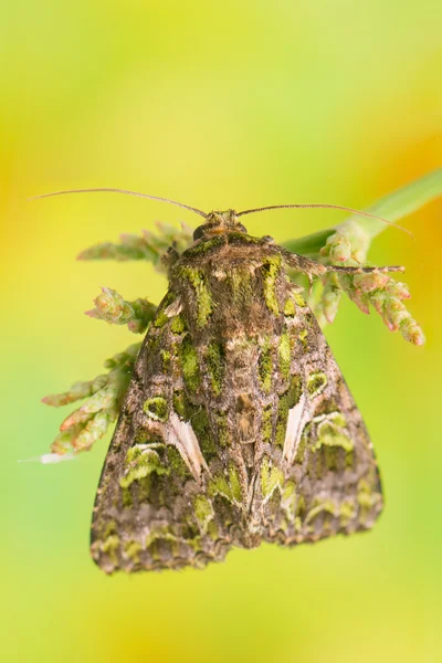 Luftröhrenatriplicis — Stockfoto