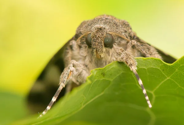 Catocala elocata — Stockfoto