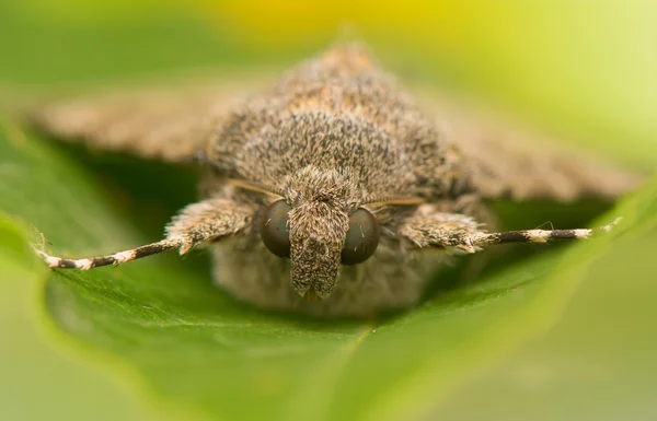 Catocala elocata — 图库照片