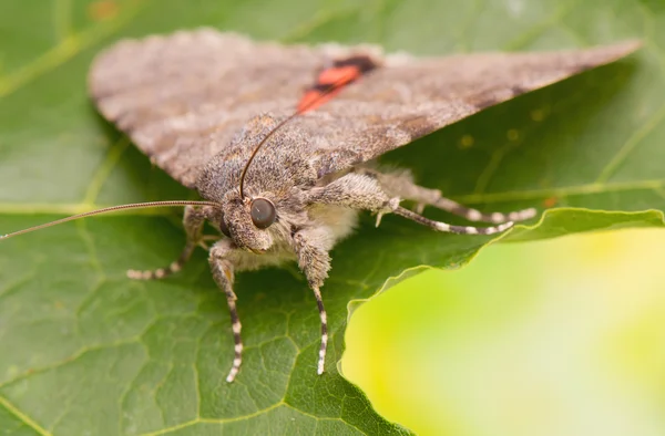 Catocala elocata — Fotografia de Stock