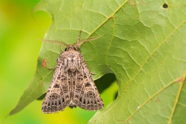 Tholera decimalis — 图库照片