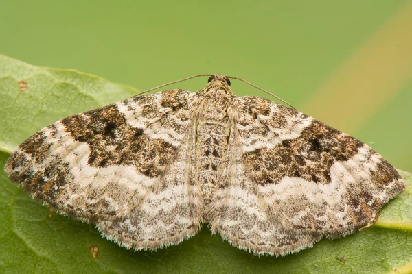 Epirrhoe alternata — Stockfoto