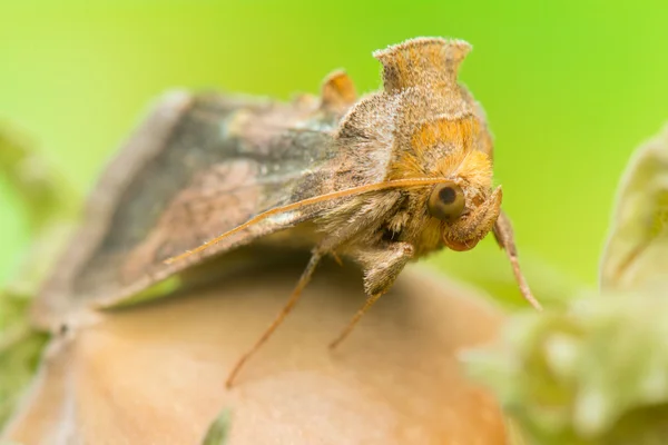 Diachrysia chrysitis — Stockfoto