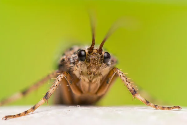 Tricoptera — Fotografia de Stock