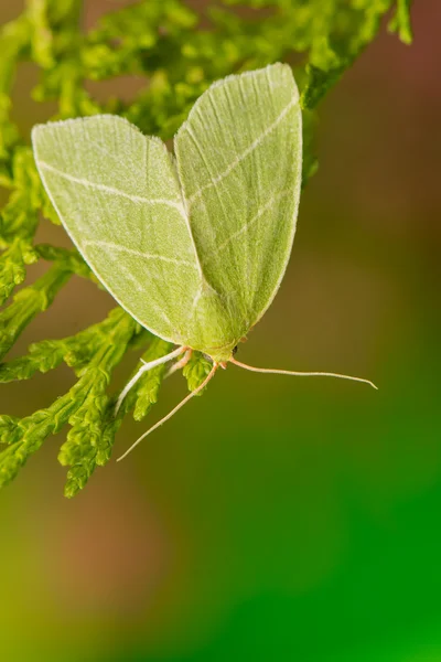 Bena bicolorana — Foto Stock