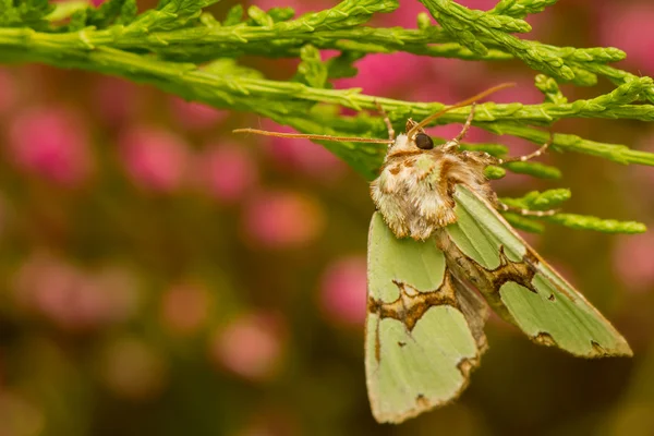 Staurophora celsia — Photo