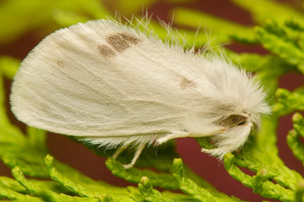 Euproctis similis — Fotografia de Stock