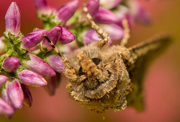 Allophyes oxyacanthae — 图库照片