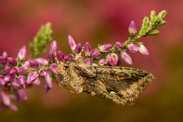 Allophyes oxyacanthae — Zdjęcie stockowe