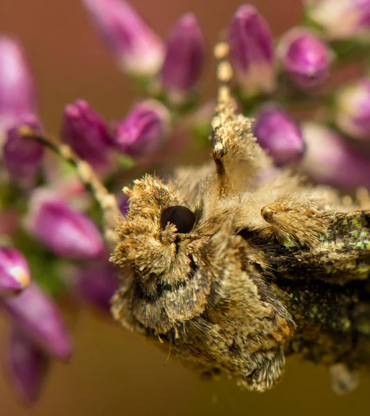 Allophyes oxyacanthae — Stockfoto