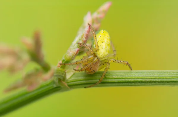 Aranha — Fotografia de Stock