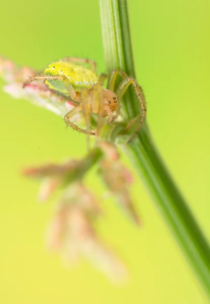 Aranha — Fotografia de Stock