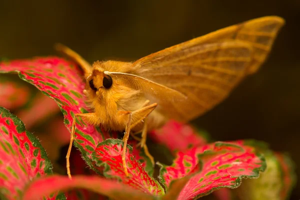 Polilla macro —  Fotos de Stock