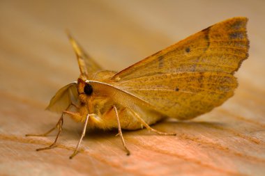 Moth macro clipart