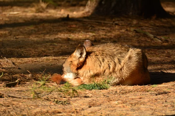 Lobo animal — Foto de Stock